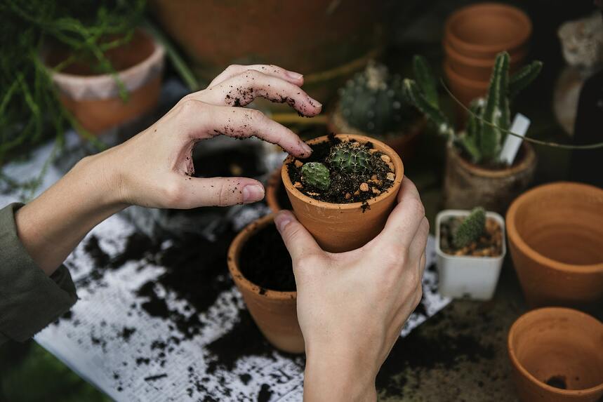 placing dirt around succulents in a pot of soil for container garden guide